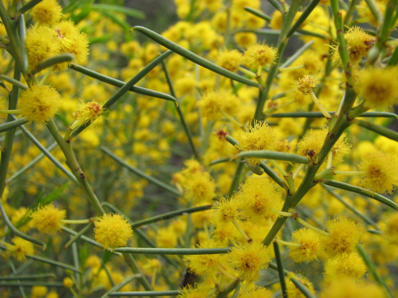 Broom wattle: Acacia euthycarpa = Acacia calamifolia