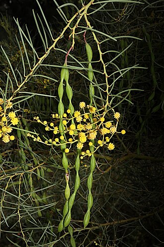 Broom wattle: Acacia calamifolia in the Australian Inland Botanic Gardens, (Baronga), Renmark, New South Wales