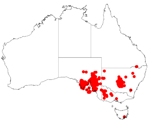 Broom wattle: Acacia calamifolia Occurrence data from Australasia Virtual Herbarium downloaded from https://doi.org/10.26197/5c0b1388984eb on 8 December 2018
