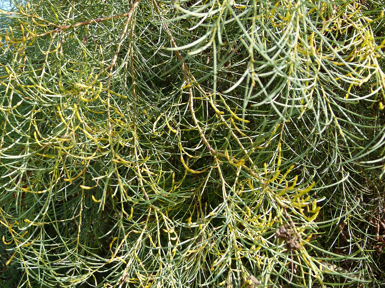 Broom wattle: Jardin botanique Barcelone