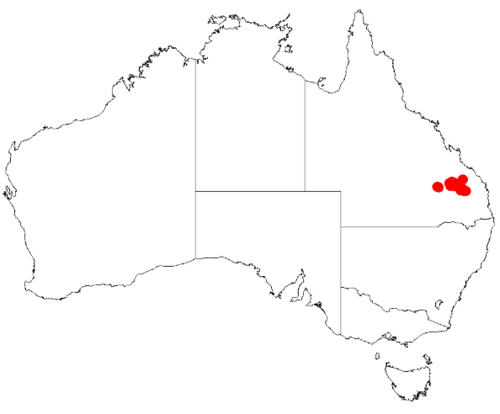 Acacia calantha: Acacia calantha Occurrence data from Australasia Virtual Herbarium downloaded from https://doi.org/10.26197/5c0b1388984eb on 8 December 2018
