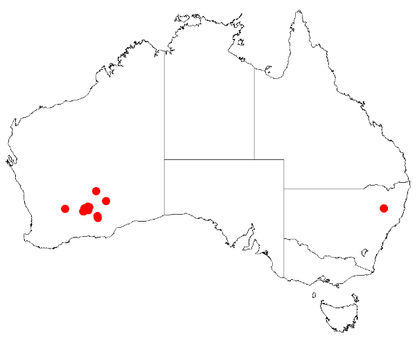 Acacia calcarata: Acacia calcarata Occurrence data from Australasia Virtual Herbarium downloaded from https://doi.org/10.26197/5c0b1388984eb on 8 December 2018