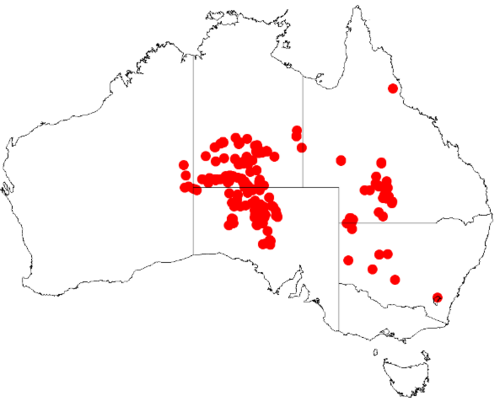 Acacia calcicola: Acacia calcicola Occurrence data from Australasia Virtual Herbarium downloaded from https://doi.org/10.26197/5c0b1388984eb on 8 December 2018