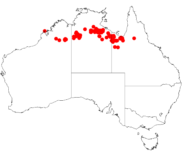 Acacia calligera: Acacia calligera Occurrence data from Australasia Virtual Herbarium downloaded from https://doi.org/10.26197/5c0b1388984eb on 8 December 2018