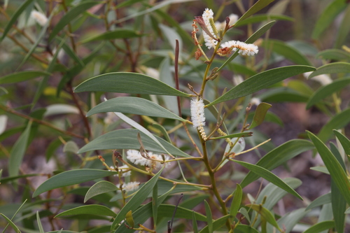 Acacia calyculata (Acacia calyculata)