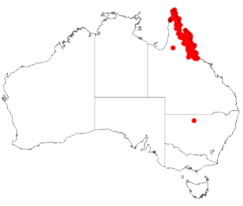 Acacia calyculata: Acacia calyculata Occurrence data from Australasia Virtual Herbarium downloaded from https://doi.org/10.26197/5c0b1388984eb on 8 December 2018