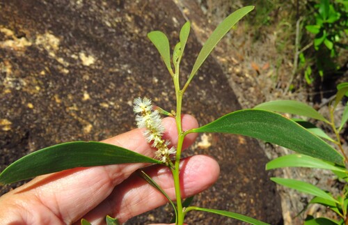 Acacia calyculata (Acacia calyculata)