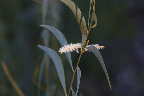 Acacia calyculata (Acacia calyculata)