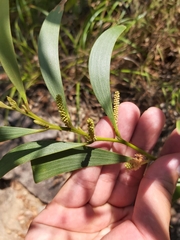 Acacia calyculata (Acacia calyculata)