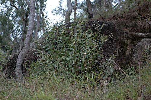 Acacia calyculata: Acacia calyculata near the Gillies Highway, between Lake Barrine and Little Musgrave, Queensland