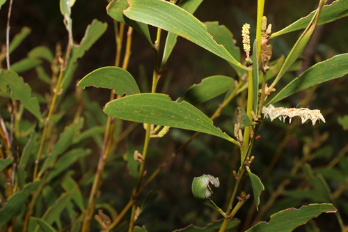 Acacia calyculata (Acacia calyculata)