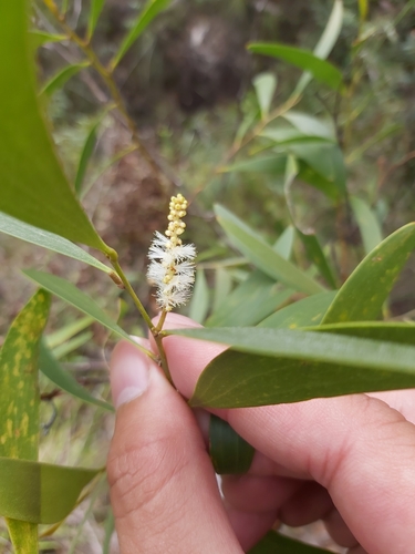 Acacia calyculata (Acacia calyculata)