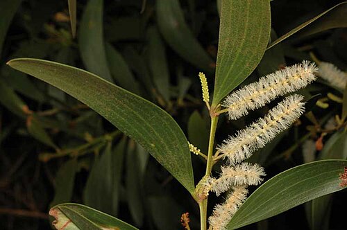 Acacia calyculata: Acacia calyculata near the Gillies Highway, between Lake Barrine and Little Musgrave,QueenslandD