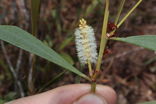 Acacia calyculata (Acacia calyculata)