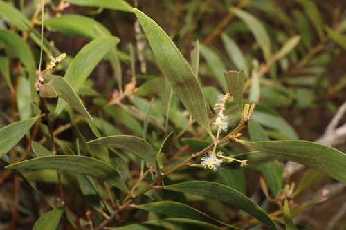 Acacia calyculata (Acacia calyculata)