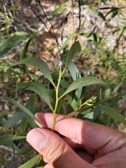 Acacia calyculata (Acacia calyculata)