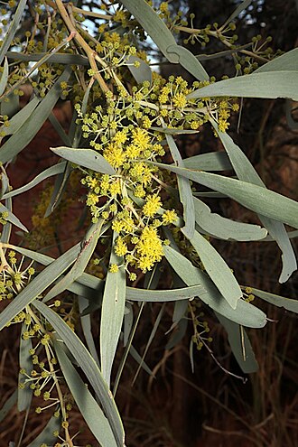 Gidgee: Acacia cambagei near the Landsborough Highway, about 23 km from junction with Barkly Highway, Queensland