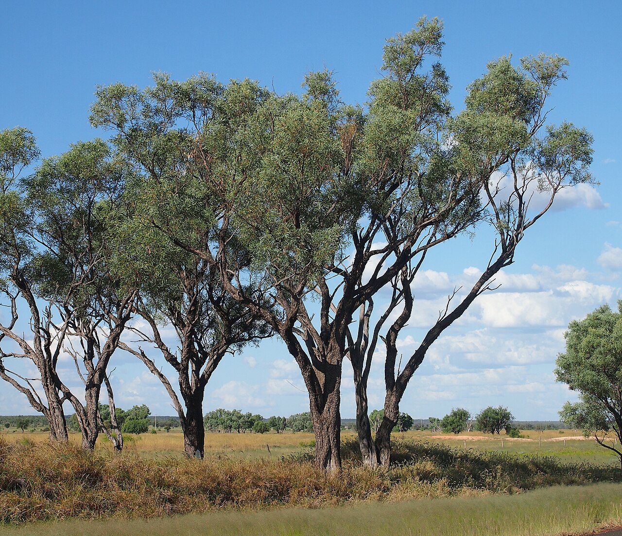 Gidgee: Acacia cambagei habit