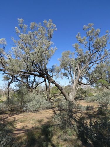 Gidgee (Acacia cambagei)