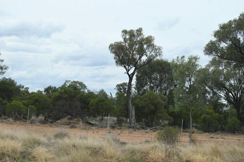 Gidgee (Acacia cambagei)