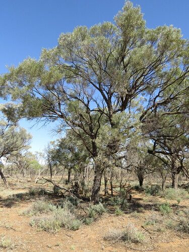 Gidgee (Acacia cambagei)