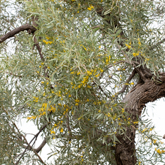 Gidgee (Acacia cambagei)