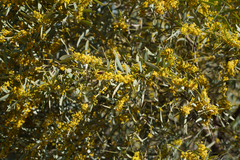 Gidgee (Acacia cambagei)
