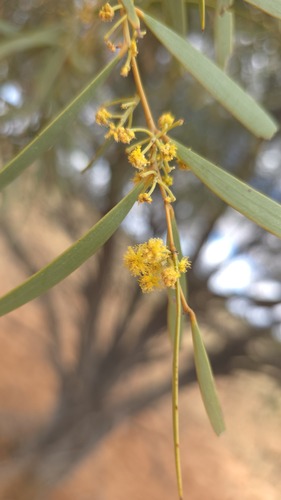 Gidgee (Acacia cambagei)