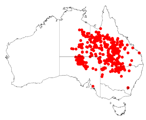 Gidgee: Acacia cambagei Occurrence data from Australasia Virtual Herbarium downloaded from https://doi.org/10.26197/5c0b1388984eb on 8 December 2018