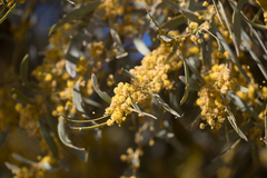 Gidgee (Acacia cambagei)