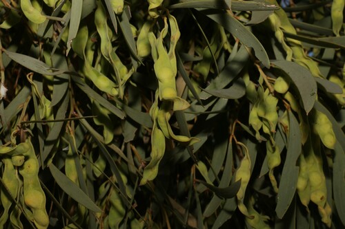 Gidgee (Acacia cambagei)