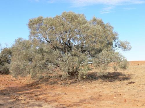 Gidgee (Acacia cambagei)