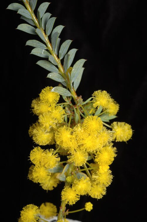 Acacia camptoclada: Acacia camptoclada in the Australian National Botanic Gardens