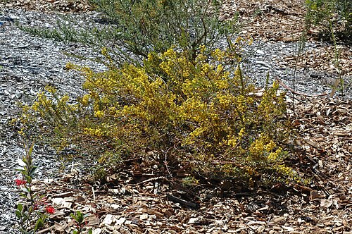 Acacia camptoclada: Acacia camptoclada in the Australian National Botanic Gardens