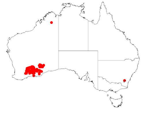 Acacia camptoclada: Acacia camptoclada Occurrence data from Australasia Virtual Herbarium downloaded from https://doi.org/10.26197/5c0b1388984eb on 8 December 2018