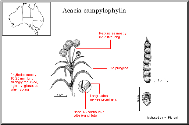 Acacia campylophylla: Annotated illustration