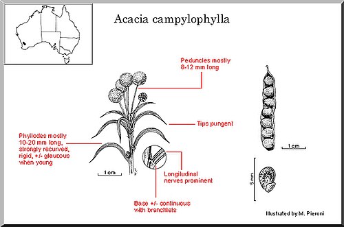 Acacia campylophylla: Annotated illustration