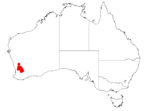 Acacia campylophylla: Acacia campylophylla Occurrence data from Australasia Virtual Herbarium downloaded from https://doi.org/10.26197/5c0b1388984eb on 8 December 2018