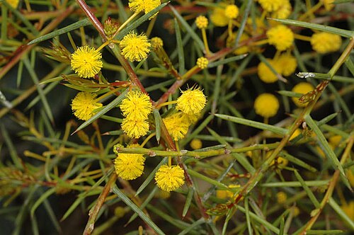 Acacia campylophylla: Acacia campylophylla in Kings Park Botanic Gardens, Perth, Western Australia