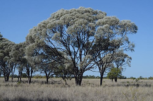 Boree: Acacia cana habit about 45 km WSW of Blackall, Queensland.