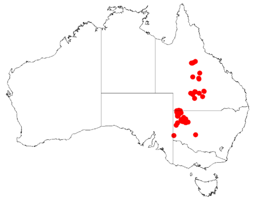 Boree: Acacia cana Occurrence data from Australasia Virtual Herbarium downloaded from https://doi.org/10.26197/5c0b1388984eb on 8 December 2018