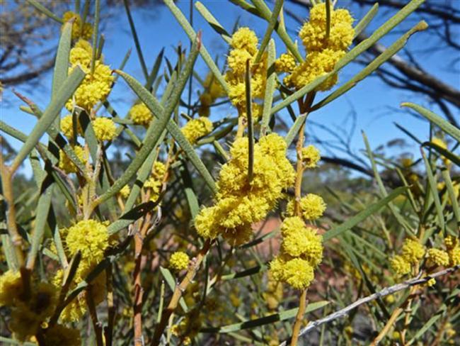 Boree: Close up Acacia cana at Scotia Santuary