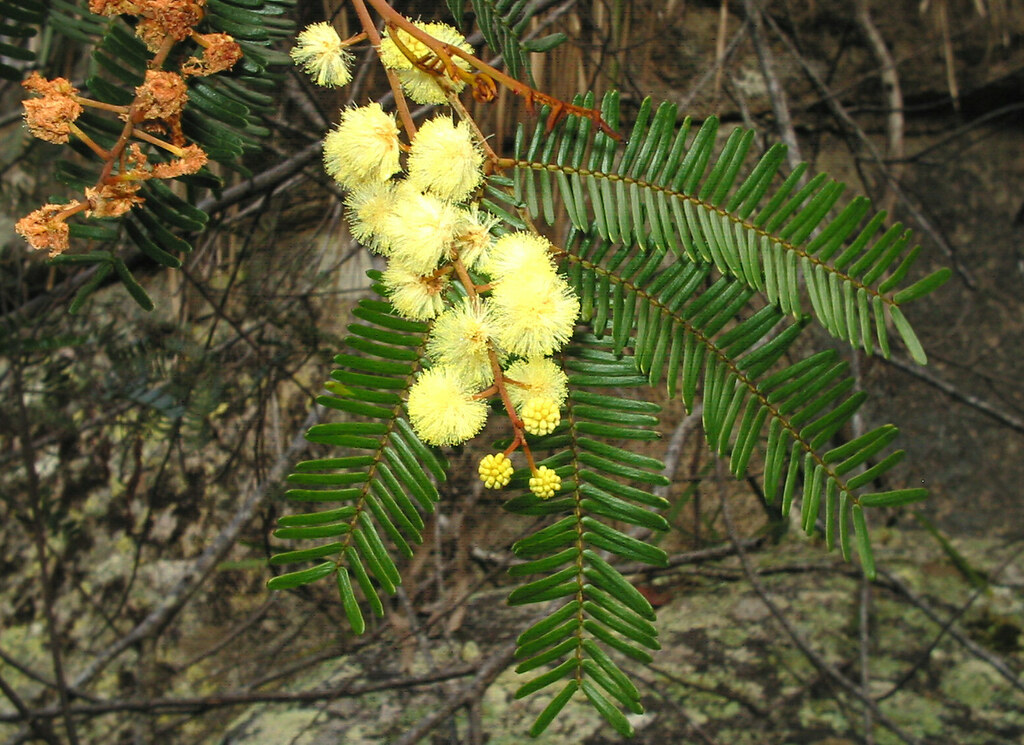 Acacia cangaiensis: Acacia cangaiensis, Gibraltar Range NSW