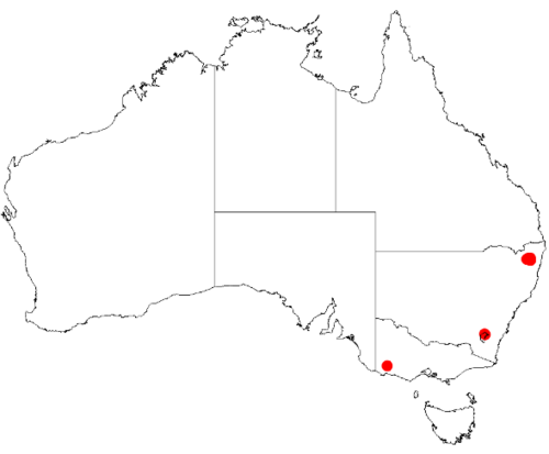 Acacia cangaiensis: Acacia cangaiensis Occurrence data from Australasia Virtual Herbarium downloaded from https://doi.org/10.26197/5c0b1388984eb on 8 December 2018