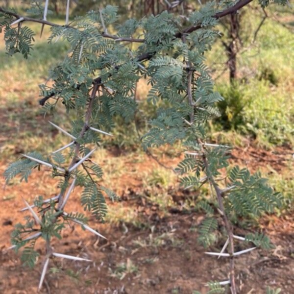 Acacia capensis (Acacia capensis)