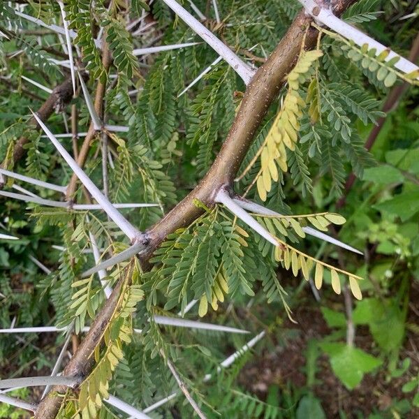Acacia capensis (Acacia capensis)
