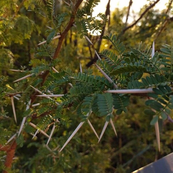 Acacia capensis (Acacia capensis)