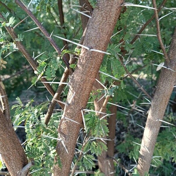Acacia capensis (Acacia capensis)