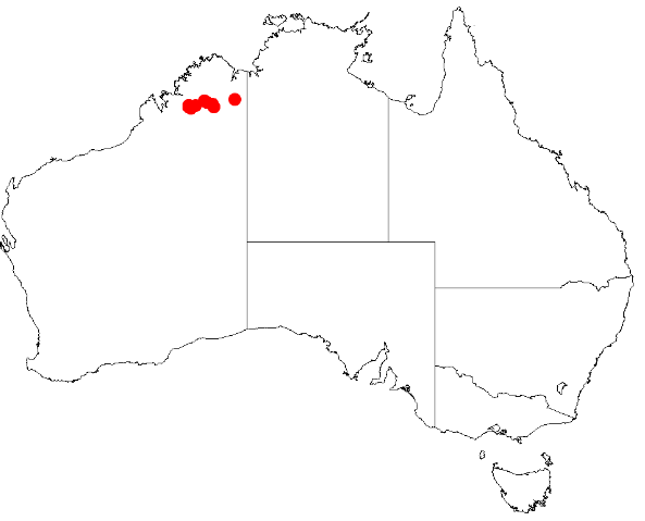 Acacia capillaris: Acacia capillaris Occurrence data from Australasia Virtual Herbarium downloaded from https://doi.org/10.26197/5c0b1388984eb on 8 December 2018