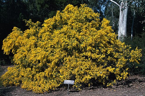 Wyalong wattle: Acacia cardiophylla in the Australian National Botanic Gardens